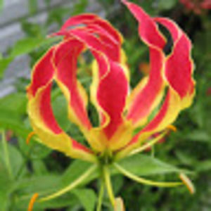 Meet your Posher, Tami